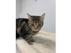 Adopt Leigha a Domestic Shorthair / Mixed (short coat) cat in Angola