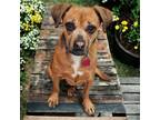 Adopt Pandora a Pug / Terrier (Unknown Type, Medium) / Mixed dog in San Diego
