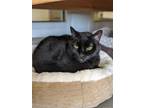 Adopt Queen a Domestic Shorthair / Mixed (short coat) cat in Hyde Park