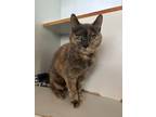 Adopt Princess a Domestic Shorthair / Mixed (short coat) cat in Hyde Park