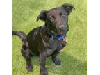 Adopt Blayne a Black Labrador Retriever / Shepherd (Unknown Type) / Mixed dog in