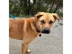 Adopt Chuckie a Shepherd (Unknown Type) / Labrador Retriever / Mixed dog in San