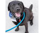 Adopt Ernie a Black Labrador Retriever / Mixed dog in San Diego, CA (41469226)