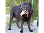Adopt Ernie a Black Labrador Retriever / Mixed dog in San Diego, CA (41469226)