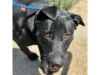 Adopt Breezy a Black Labrador Retriever / Shepherd (Unknown Type) / Mixed dog in