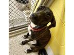 Adopt Knox a Brindle Hound (Unknown Type) / Mixed dog in Seville, OH (41459121)