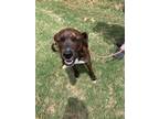 Adopt Lucy Lou a Brindle - with White Boxer / Plott Hound / Mixed dog in Johns