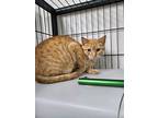 Adopt Pumpkin a Domestic Shorthair / Mixed (short coat) cat in Ridgely