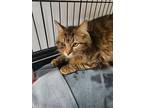 Adopt Blake a Domestic Shorthair / Mixed (long coat) cat in Ridgely