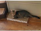 Adopt Stitch a Brown Tabby Domestic Shorthair / Mixed (short coat) cat in