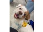 Adopt Snowball a White - with Brown or Chocolate Shih Tzu / Mixed dog in