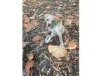 Adopt Lilly a Tan/Yellow/Fawn Beagle / Labrador Retriever / Mixed dog in Miami