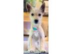 Adopt Bowie D5168 a Terrier (Unknown Type, Medium) / Mixed dog in Fremont