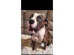 Adopt BB King (Bo) a Brown/Chocolate - with Black Catahoula Leopard Dog / Mixed