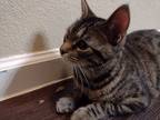 Adopt Howard a Brown Tabby Tabby / Mixed (medium coat) cat in Longview
