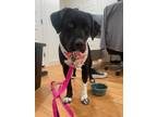 Adopt Emmy Lou a Labrador Retriever / American Pit Bull Terrier / Mixed dog in
