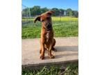 Adopt Bruno a Rhodesian Ridgeback / Mixed Breed (Medium) / Mixed dog in