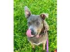 Adopt Sandra - Adoption Fee Grant Eligible! a Terrier (Unknown Type