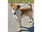 Adopt Jacob-Adoption Fee Grant Eligible! a Beagle / Jack Russell Terrier / Mixed