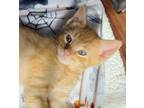 Adopt Bud a Orange or Red Domestic Shorthair (short coat) cat in Colmar