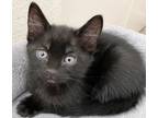 Adopt Leila H a All Black Domestic Shorthair (short coat) cat in North