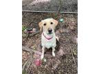 Adopt Samantha a Hound (Unknown Type) / Labrador Retriever / Mixed dog in
