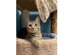 Adopt Moon a Domestic Shorthair / Mixed (short coat) cat in Walden