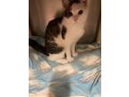 Adopt Becca a Domestic Shorthair / Mixed (short coat) cat in Meriden