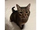 Adopt Scatman John a Domestic Shorthair / Mixed (short coat) cat in Meriden