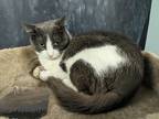 Adopt Molly a Domestic Shorthair / Mixed (short coat) cat in Meriden