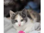 Adopt Harper a Domestic Shorthair / Mixed (short coat) cat in Rockford