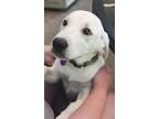 Adopt Venti a Labrador Retriever / Mixed dog in Rockford, IL (41468357)