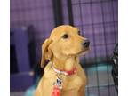 Adopt Reese a Labrador Retriever / Mixed dog in Rockford, IL (41468356)
