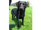 Adopt Darwin a Labrador Retriever / Mixed dog in Van Wert, OH (41469216)