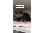 Adopt Penelope a Domestic Shorthair / Mixed (short coat) cat in Lunenburg