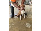 Adopt Sarge a Brown/Chocolate - with White Hound (Unknown Type) / Pit Bull