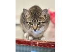Adopt Martha a Domestic Shorthair / Mixed (short coat) cat in Cumberland