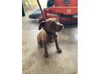 Adopt Sailor a Brown/Chocolate - with White Hound (Unknown Type) / Pit Bull