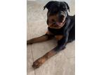 Adopt Tea a Black - with Tan, Yellow or Fawn Rottweiler / Rottweiler / Mixed dog