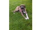 Adopt Fiona a Brindle Mastiff dog in Alma, WI (41451038)
