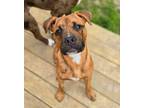 Adopt Beethoven a Tan/Yellow/Fawn Boxer dog in Alma, WI (41466704)