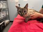 Adopt Spicy Ramen a Domestic Shorthair / Mixed (short coat) cat in Raleigh