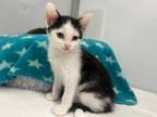 Adopt Wall Street a Domestic Shorthair / Mixed (short coat) cat in Raleigh
