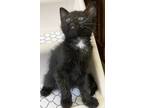 Adopt Kiera H a Black (Mostly) Domestic Mediumhair (medium coat) cat in North