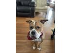 Adopt Zeke a Tan/Yellow/Fawn - with White Staffordshire Bull Terrier dog in