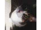 Adopt Jango a Brown Tabby American Shorthair / Mixed (short coat) cat in Saint