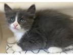 Adopt Flynn H a Gray or Blue (Mostly) Domestic Mediumhair (medium coat) cat in