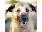 Adopt Stormie a Anatolian Shepherd / Labrador Retriever / Mixed dog in