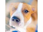 Adopt Waylon a Boxer / Mixed Breed (Medium) / Mixed dog in Danielsville