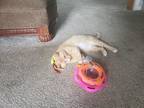 Adopt lou lou a Tan or Fawn Domestic Mediumhair (medium coat) cat in Winston